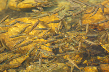 Shoal of trout