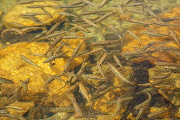 Shoal of trout
