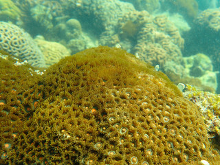Zoanthid animal in the coral reef