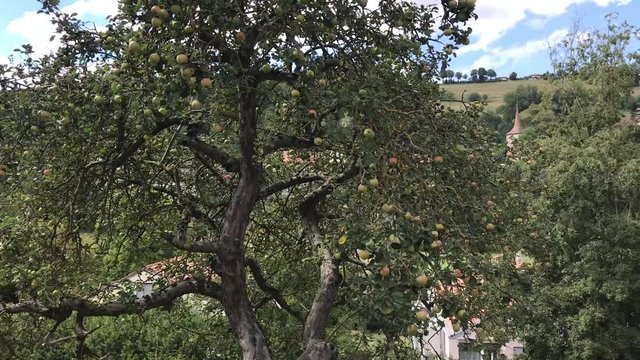 Pommier &agrave; Moudon