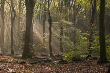 Light streaks in fall forest