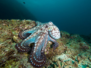 Octopus on a coral reef