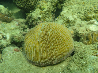 Naklejka na ściany i meble Mushroom coral in the tropical reef