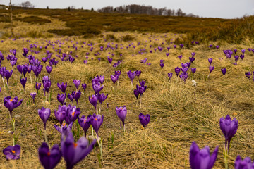 Fields of crocuses