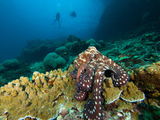 Octopus on a coral reef with divers in the background