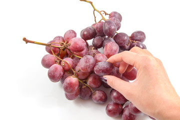 Female hands picking red grapes on white background, Woman's hand picking Champagne grape on white background.