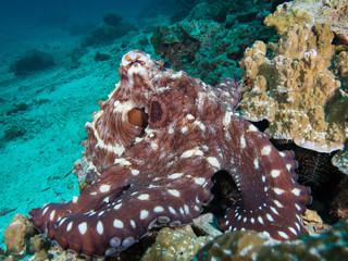 Octopus on a coral reef