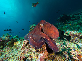 Octopus on a coral reef