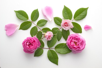Top view Various soft roses and leaves scattered on a vintage background, Pink rose flowers...