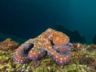 Octopus a coral reef