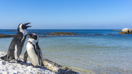 Fototapeta premium A group of wild penguins, Boulder's Beach, Simon's Town, Cape Town, South Africa