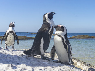 A group of wild penguins, Boulder's Beach, Simon's Town, Cape Town, South Africa