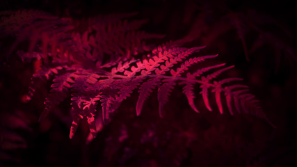 Tropical leaf with neon light