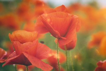 Red poppy flowers in hazy sunlight