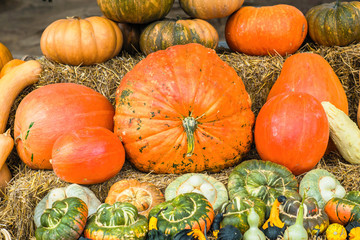 Colorful pumpkins collections and on farmers market for sale. Autumn Season
