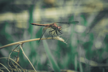Closeup of A Dragonfly, Blurred Green Meadow Background, Bright Sunny Summer Day