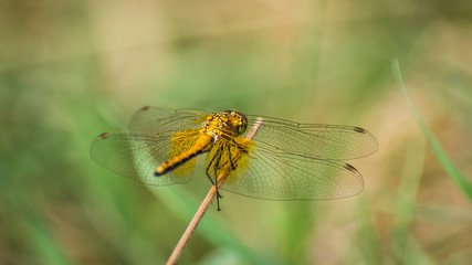 Closeup of A Dragonfly, Blurred Green Meadow Background, Bright Sunny Summer Day