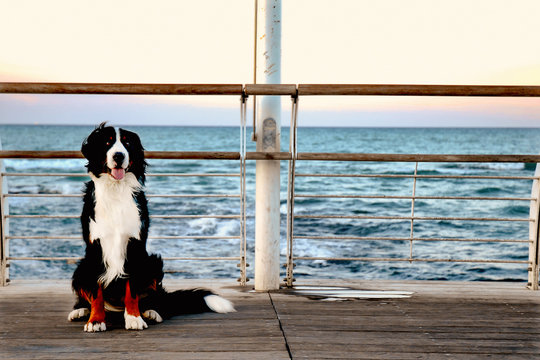 Bovaro del bernese solo