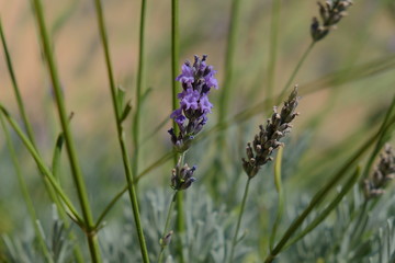 Lavande en Occitanie