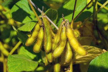green soya pods full of beans in the phase of harvest formation
