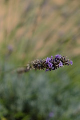Lavande en Occitanie