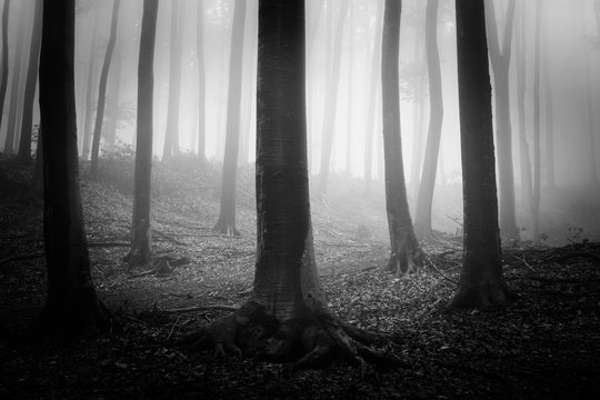Fototapeta dark scary woods, black and white landscape