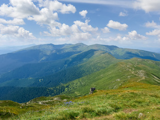 Mountain range Chornohora in the Carpathian Mountains in summer