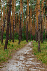 Outside the city. Long narrow path with snags lying on the ground in beautiful green forest outside the city