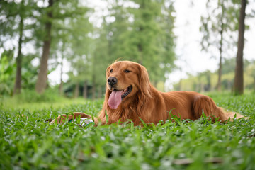 Golden Retriever playing in the meadow