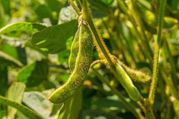 green soya pods full of beans in the phase of harvest formation