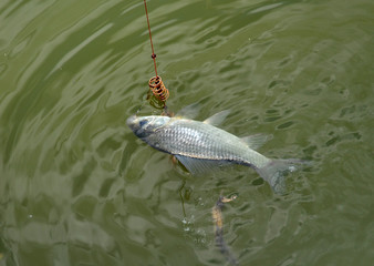 Caught a crucian carp fishing spring
