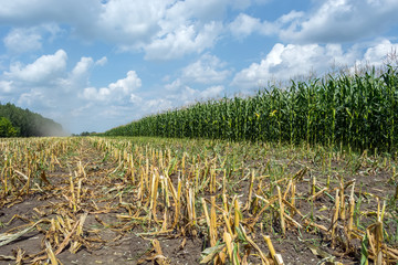 Post-harvest remnants of silage corn on the field