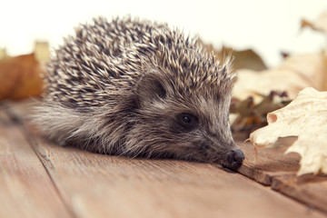 Young hedgehog in autumn leaves