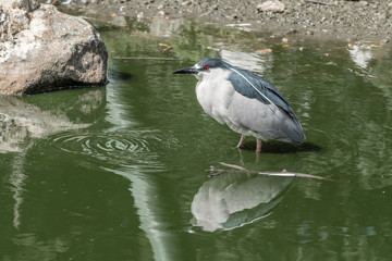 Black-Headed Night Heron