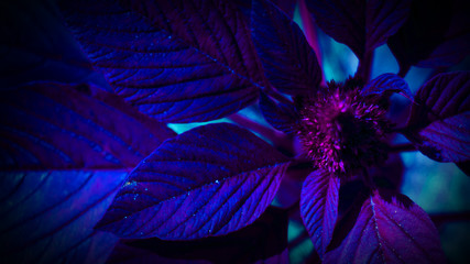 Tropical leaf with neon light