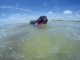 Labrador al mare