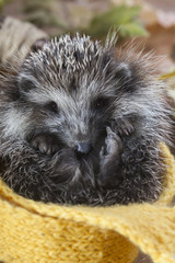 Young hedgehog in autumn leaves Wrapped in a scarf