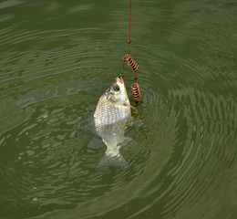 Caught a crucian carp fishing spring