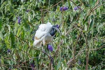 Black-Headed Ibis