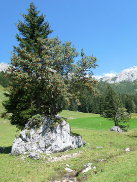 Eberesche mit Fr&uuml;chten und Dachsteinmassiv
Ein Ebereschenbaum auf einer Almwiese, dahinter das Dachsteinmassiv.
