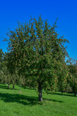 Fototapeta na wymiar Streuobstwiese, alter Apfelbaum mit vielen roten Äpfeln
