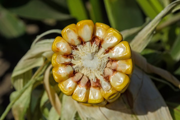 green corn cobs full of large grains in the field