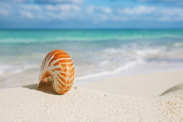 Fototapeta na wymiar nice and shine sea shell on beach with perfect seascape
