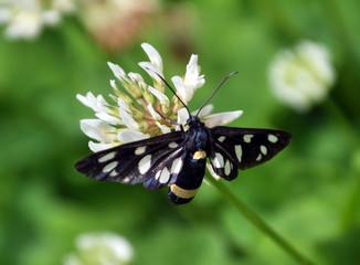 Butterfly Amata phegea