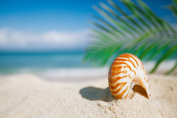 nautilus sea shell on hot sand beach