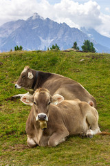 Fototapeta na wymiar Braunvieh cows with cow bells relaxing in the sun on Patscherkofel mountain near Innsbruck, Austria