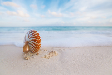 Fototapeta na wymiar nautilus sea shell with waves in soft sunrise ight