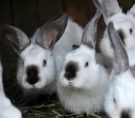Obraz premium Young rabbits Californian breed