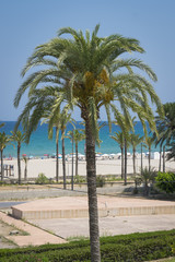 Fototapeta na wymiar Palmera en la playa de San Juan (Alicante)
