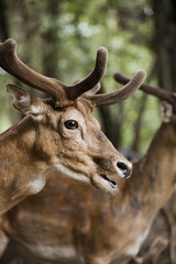 cervo nel bosco